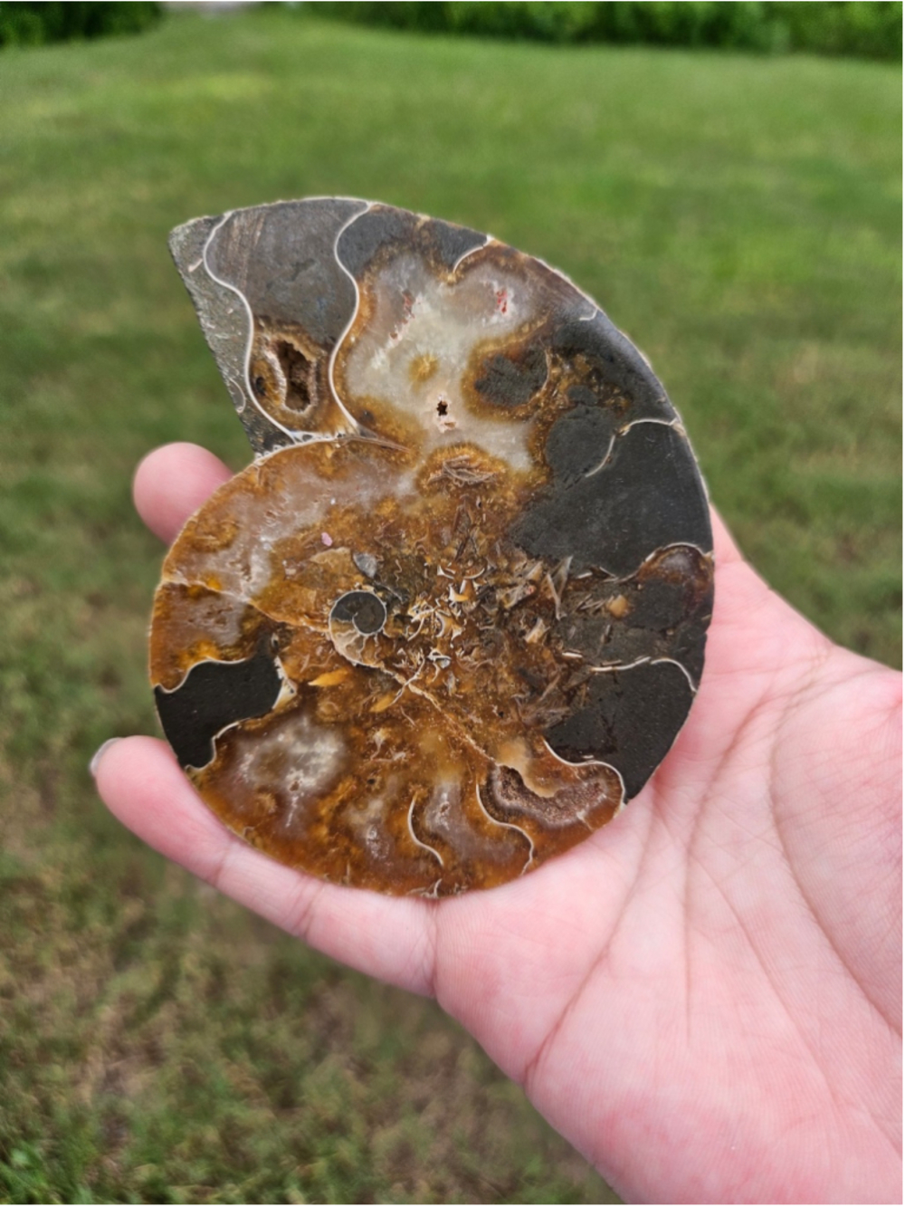Ammonite fossil 3.7 in
